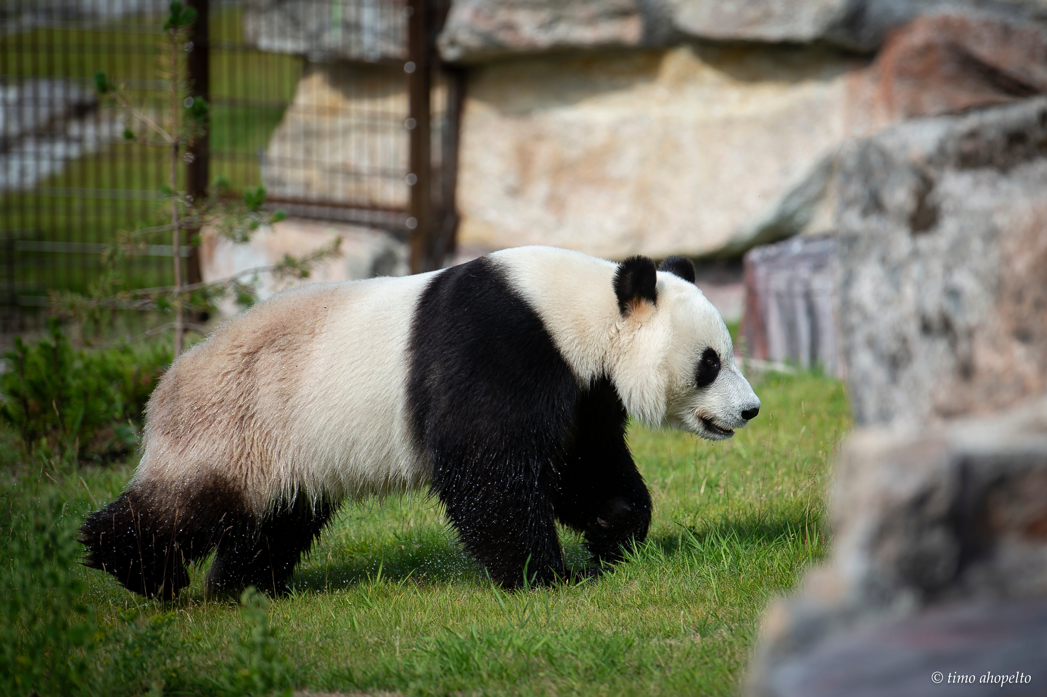 Ähtäri Panda