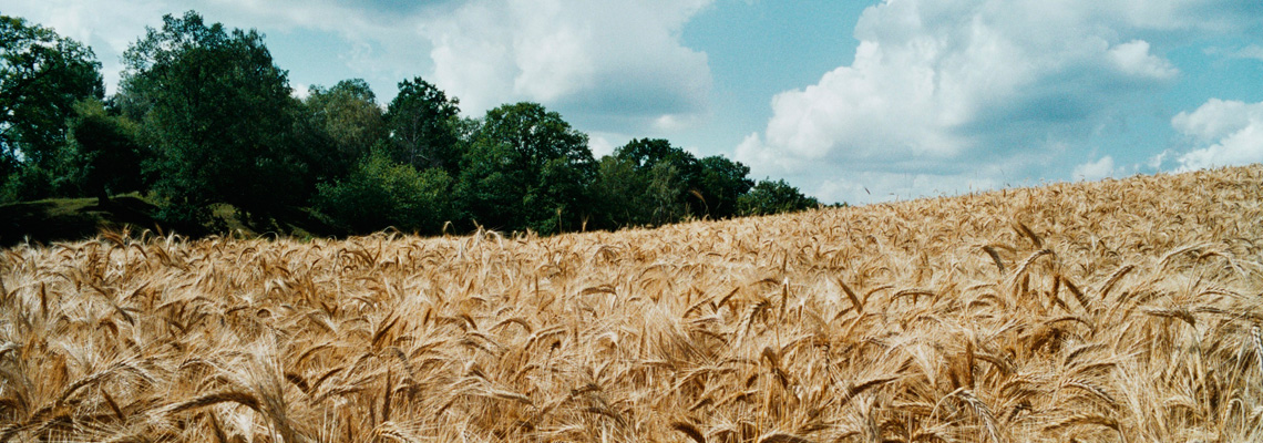 FI_LUB_Blog_Sustainability1140x400px
